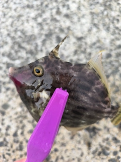 カワハギの釣果