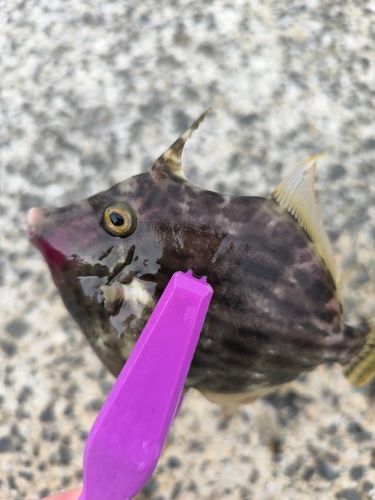 カワハギの釣果