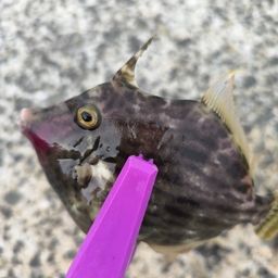 カワハギ