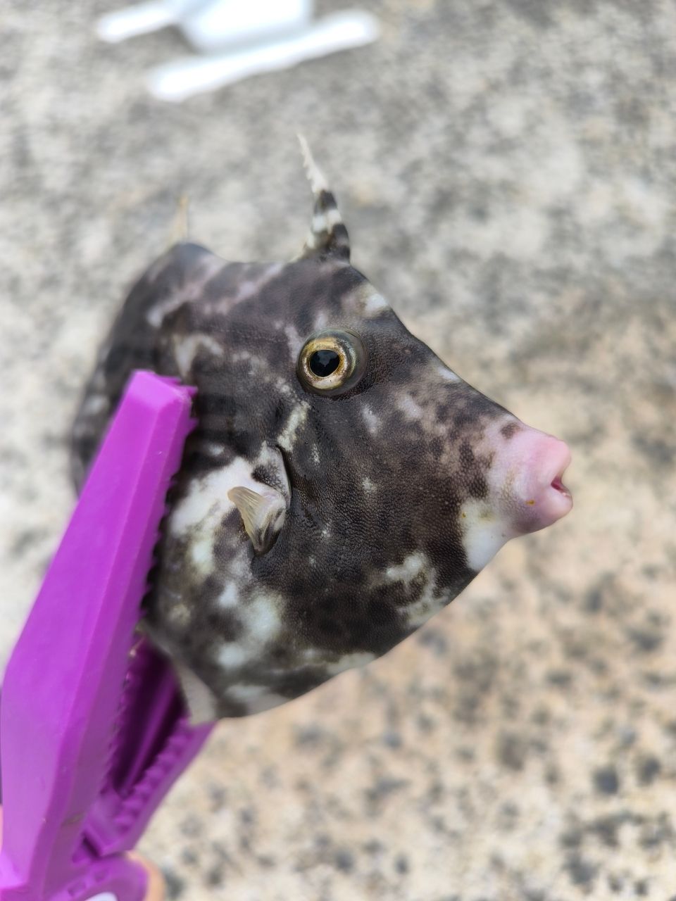 カワハギ
