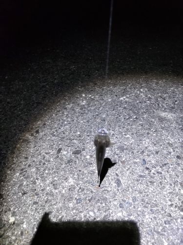ハゼの釣果