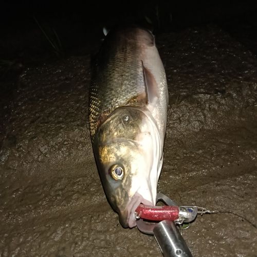 マルタウグイの釣果