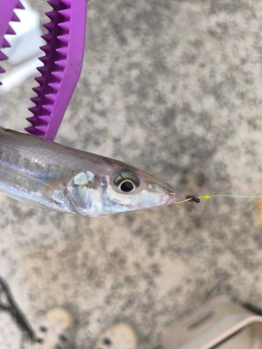 キスの釣果
