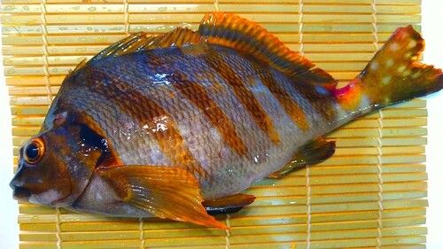 タカノハダイの釣果