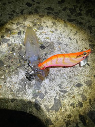 ヒイカの釣果