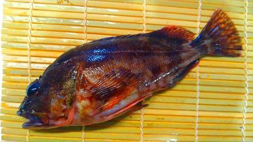 カサゴの釣果