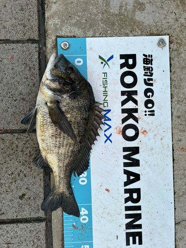 チヌの釣果