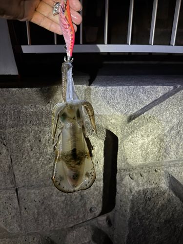 大阪湾