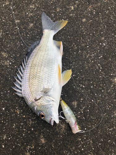 伊勢湾