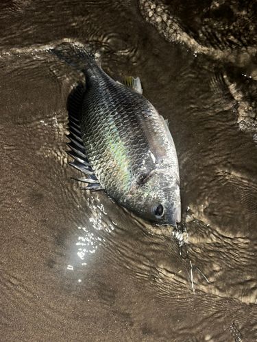キビレの釣果