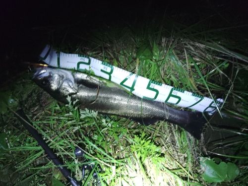 スズキの釣果