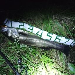 スズキ