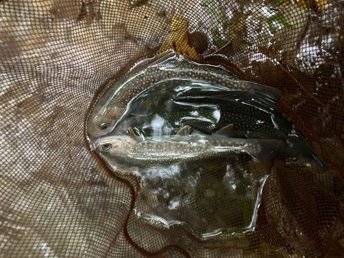 イワナの釣果