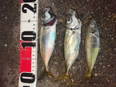 アジの釣果