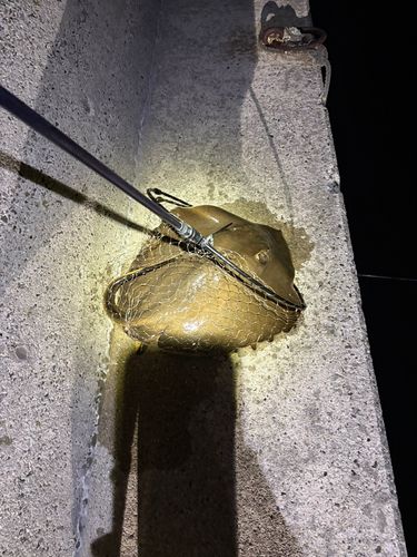 エイの釣果