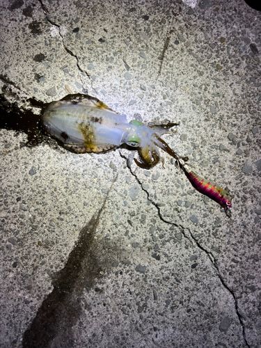 アオリイカの釣果
