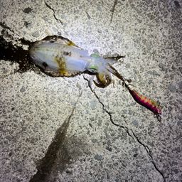 アオリイカ