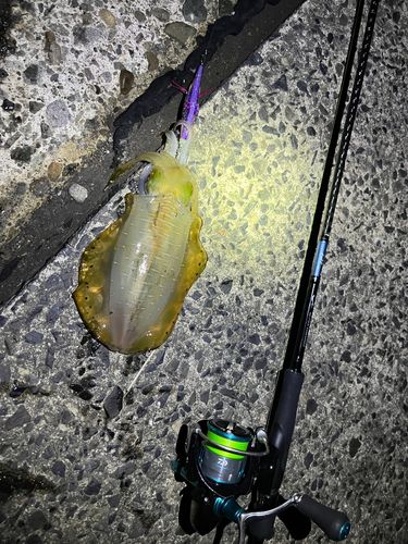 アオリイカの釣果