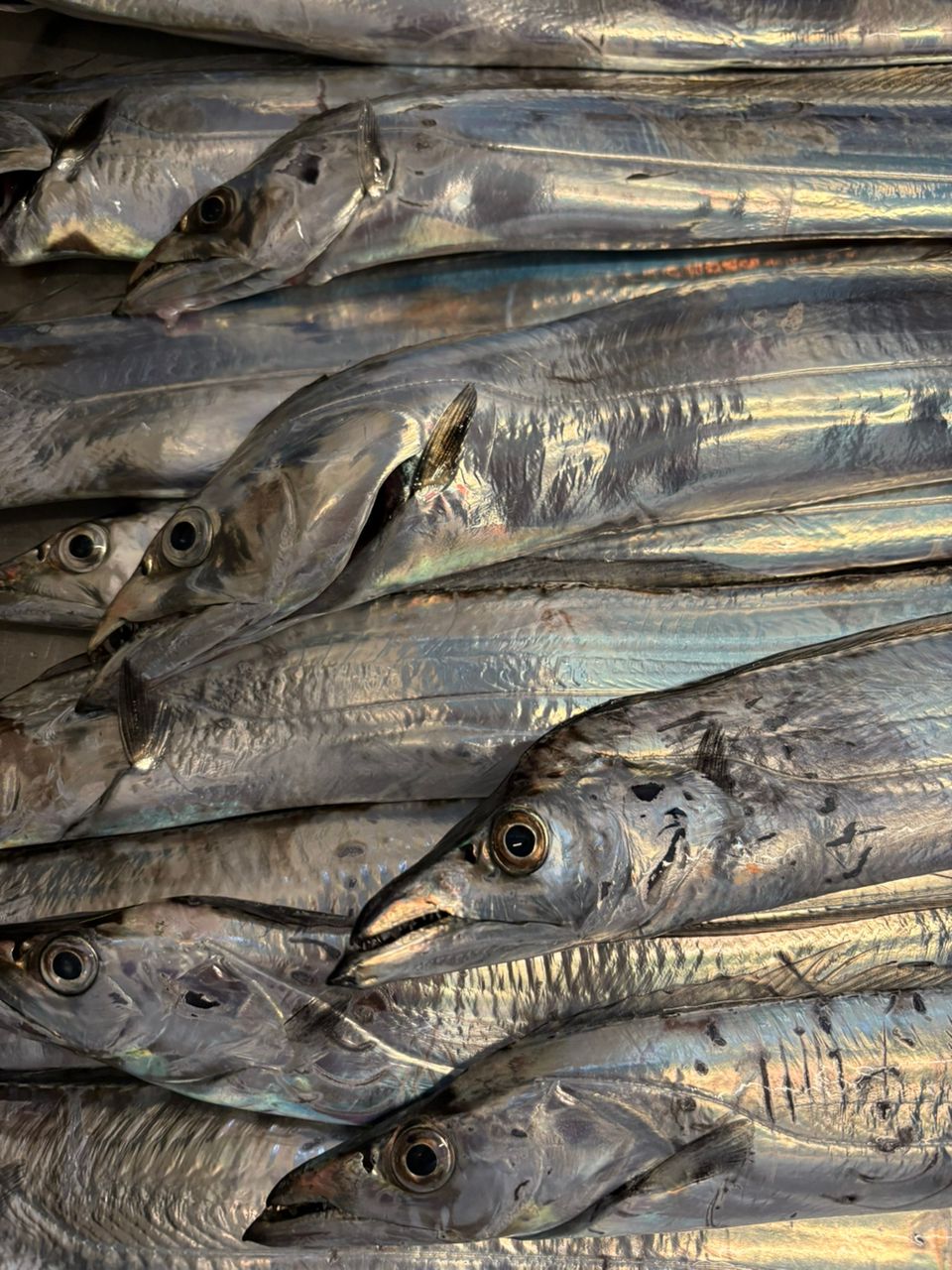 ラヴ　フィッシュさんの釣果 1枚目の画像