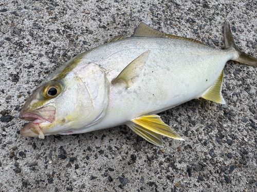 ショゴの釣果