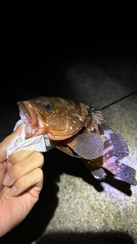 常滑りんくう釣り護岸