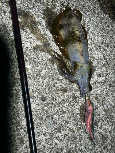 アオリイカの釣果