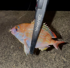 チャリコの釣果