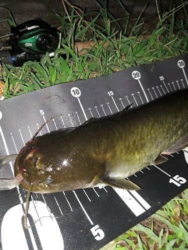 ナマズの釣果