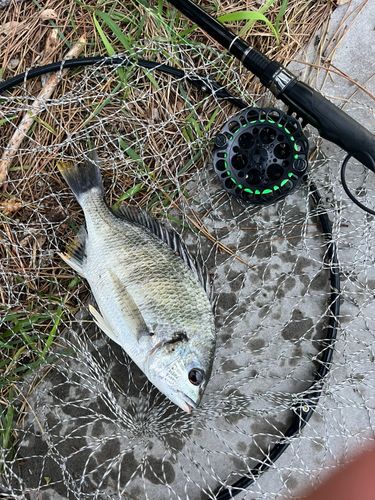 キビレの釣果
