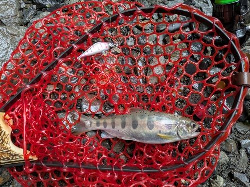 アマゴの釣果