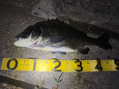 クロダイの釣果