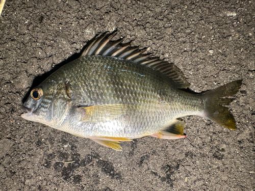 キビレの釣果