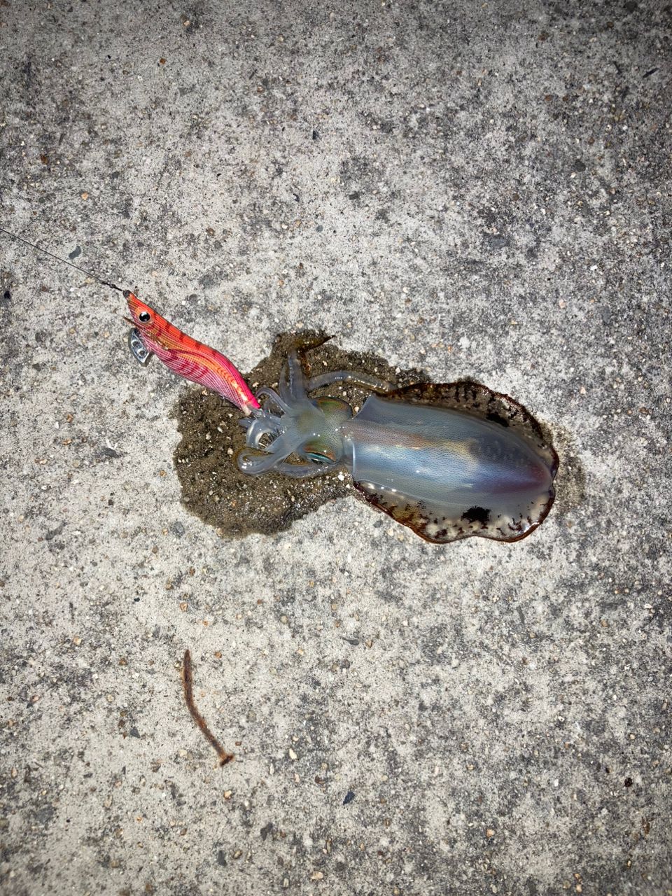 アオリイカ