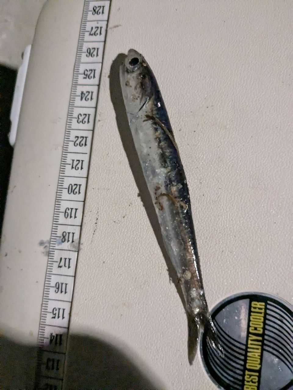 カタクチイワシ