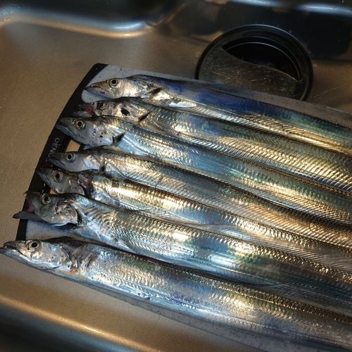タチウオの釣果