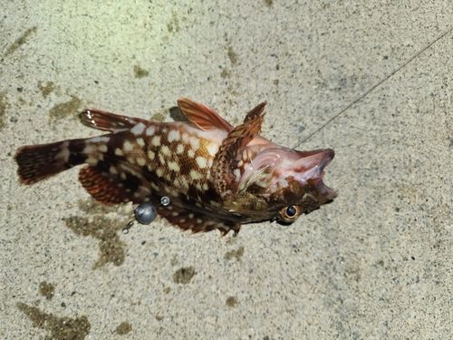 カサゴの釣果