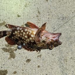 カサゴ