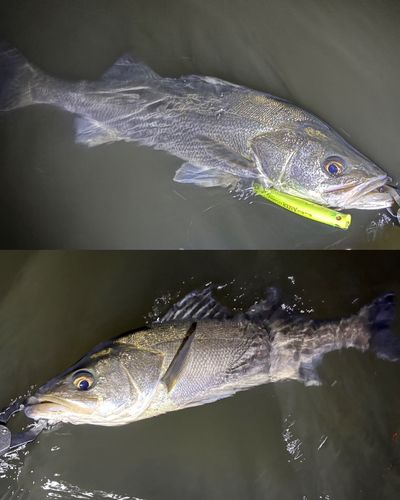 シーバスの釣果