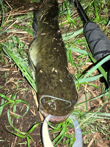 ナマズの釣果