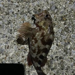 カサゴ