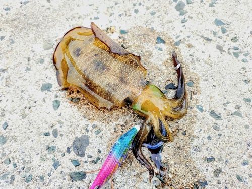 アオリイカの釣果