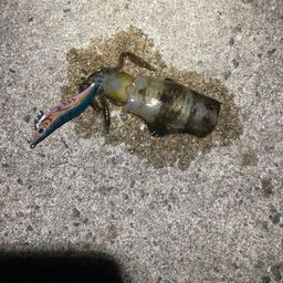 アオリイカ