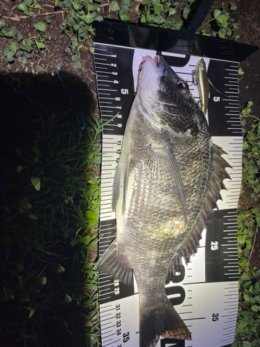 チヌの釣果