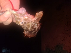 アラカブの釣果