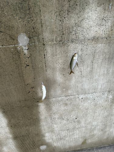 金沢水際線緑地（福浦岸壁）
