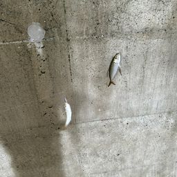 アジ