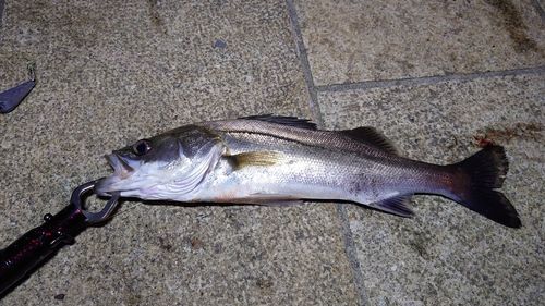 セイゴ（マルスズキ）の釣果