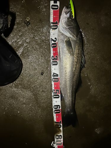 シーバスの釣果