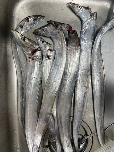タチウオの釣果