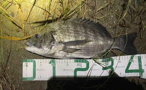 チヌの釣果
